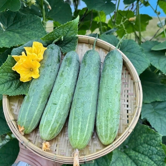 Dưa leo Villa H999