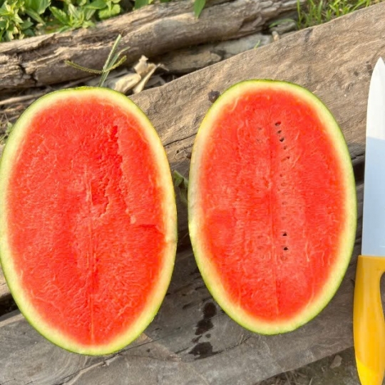 Dưa Hấu Hắc Mỹ Nhân H919 