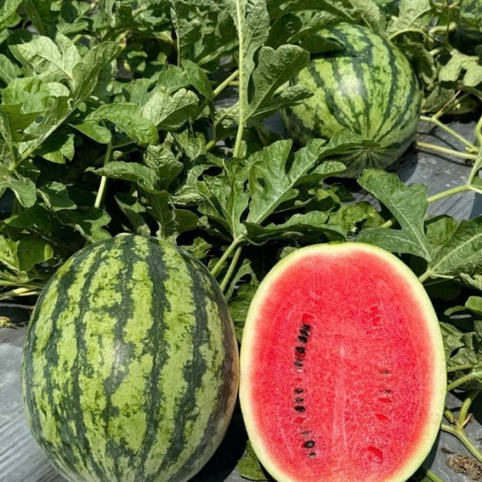 Dưa hấu Thành Long Mỹ H688