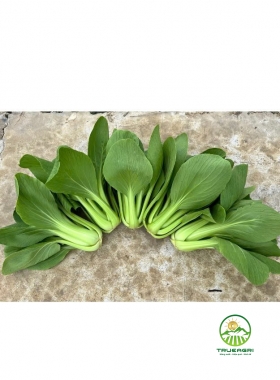 Cải thìa Spoon H689