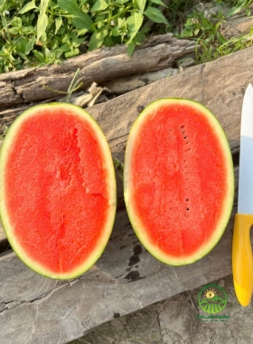 Dưa Hấu Hắc Mỹ Nhân H919 