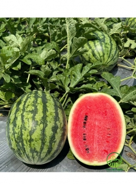 Dưa hấu Thành Long Mỹ H688