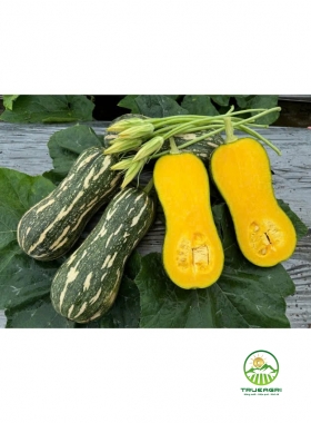 Bí đỏ hạt đậu Carry H888 