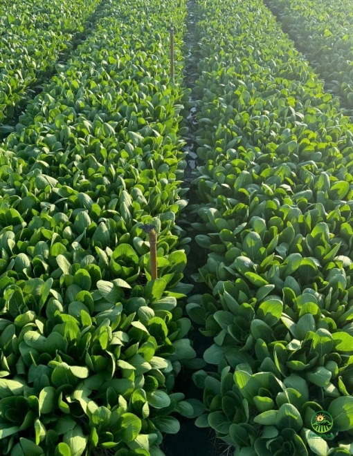 Cải thìa Spoon H689