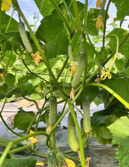 Dưa leo Villa H999