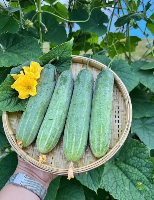 Dưa leo Villa H999