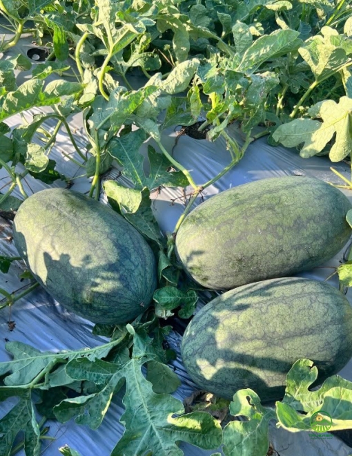 Dưa Hấu Hắc Mỹ Nhân H919 