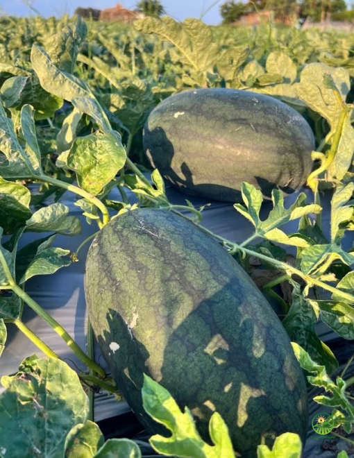 Dưa Hấu Hắc Mỹ Nhân H919 