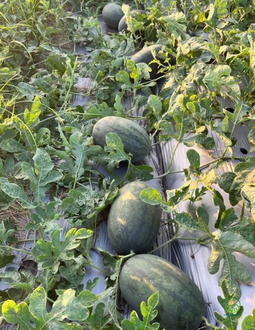 Dưa Hấu Hắc Mỹ Nhân H919 