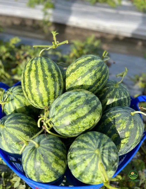 Dưa hấu Thành Long Mỹ H688