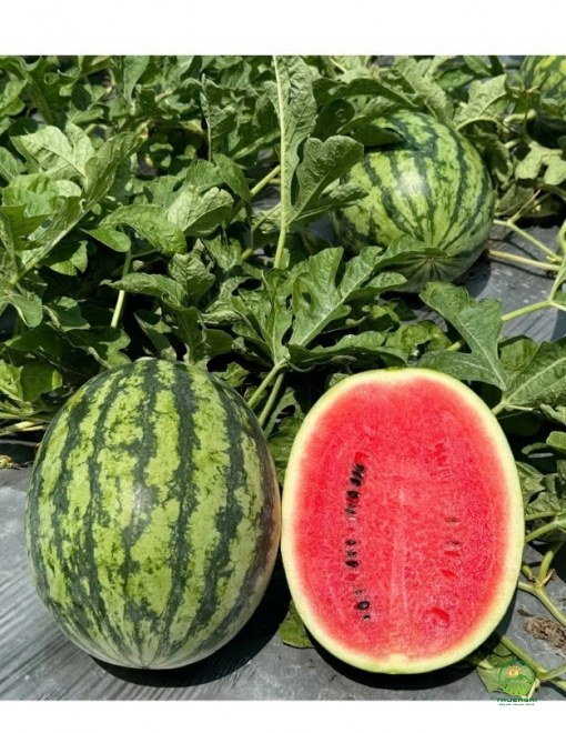 Dưa hấu Thành Long Mỹ H688