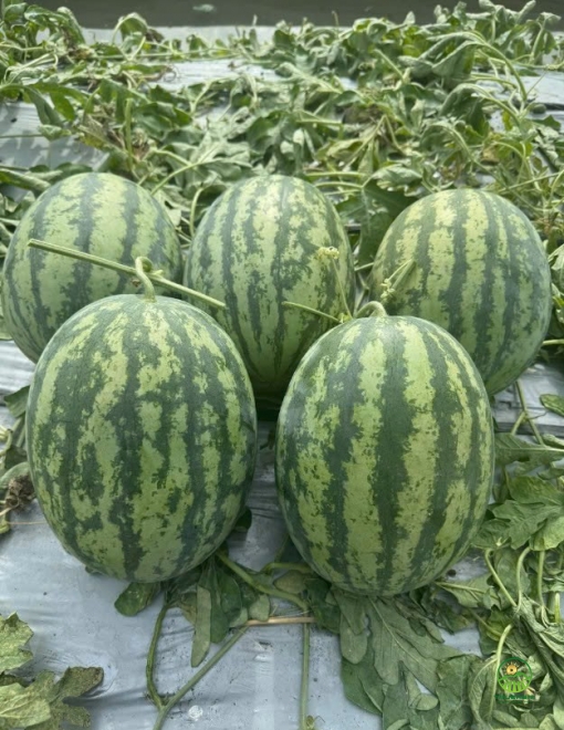 Dưa hấu Thành Long Mỹ H688