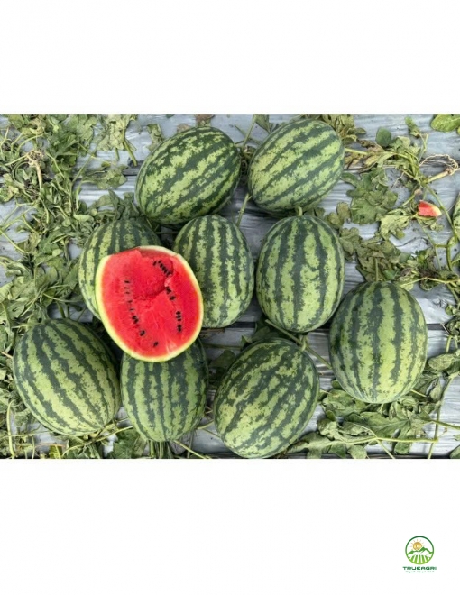 Dưa hấu Thành Long Mỹ H688