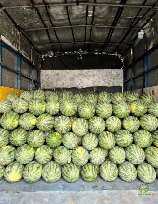 Dưa hấu Thành Long Mỹ H688