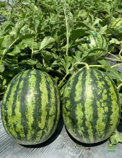 Dưa hấu Thành Long Mỹ H688