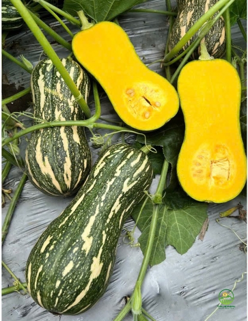 Bí đỏ hạt đậu Carry H888 