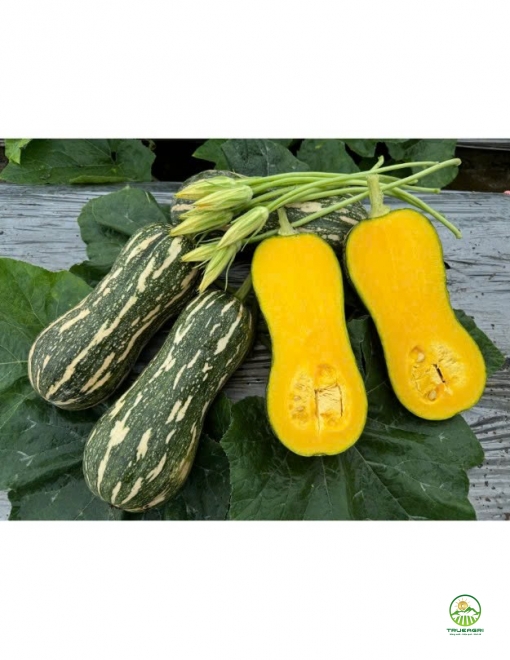 Bí đỏ hạt đậu Carry H888 