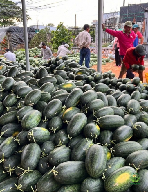 Dưa Hấu Hắc Mỹ Nhân H919 